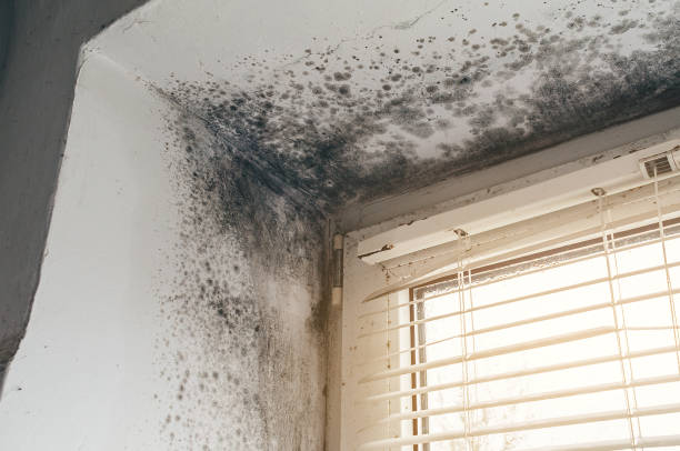 Affordable Mold Removal solutions in Caledonia, MI