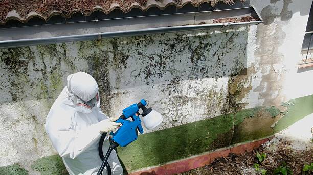 Top rated local Mold Removal specialists in Caledonia, MI